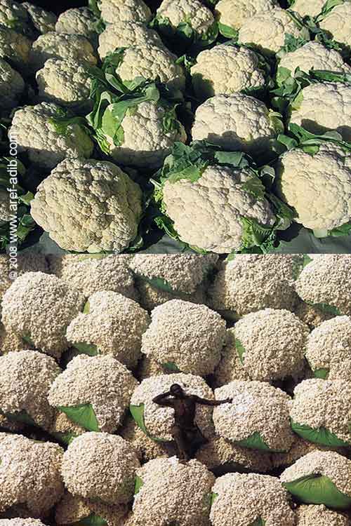 cauliflowers500.jpg